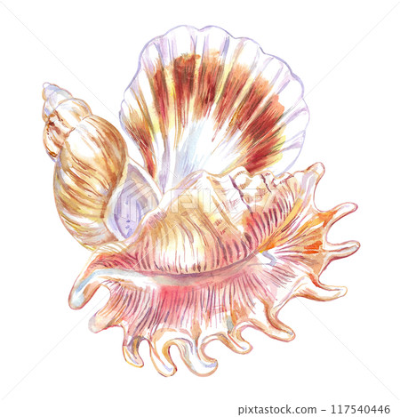Seashell set of Scorpion Spider Conch, Rosy Wolf snail, Calico Scallop in watercolor. A marine gastropod mollusks, large sea snails with green, yellow, red, brown spots and stripes. Composition can be 117540446