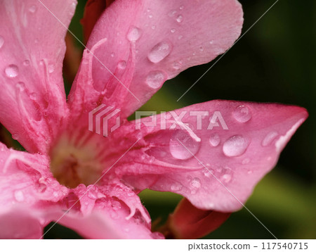 A close-up picture of beautiful pink flower, fresh and covered with water droplets after a morning rain A close-up picture of beautiful pink flower, fresh and covered with water droplets after a morning rain 117540715