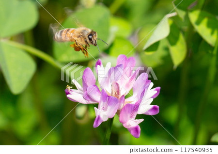 蓮花草和蜜蜂 蓮花草和蜜蜂 117540935