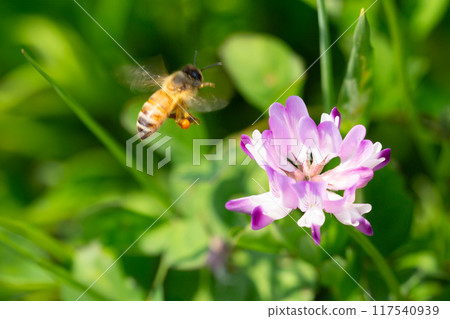  Lotus grass and bee 117540939