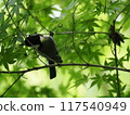 一隻活潑的山雀在新鮮的綠色植物中沐浴著早晨的陽光 117540949