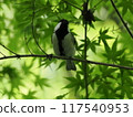 大山雀在新鮮的綠色植物中嘰嘰喳喳 117540953
