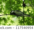 一隻活潑的山雀在新鮮的綠色植物中沐浴著早晨的陽光 117540954