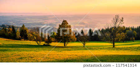 A solitary autumn tree captures the beauty of a golden sunset, surrounded by a lush green meadow and distant hills. The warm light enhances the vibrant hues of fall foliage, creating a serene view. 117541314