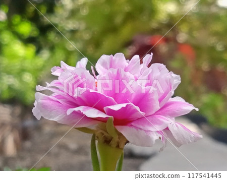 Pink flower with close up horizontal view Pink flower with close up horizontal view 117541445