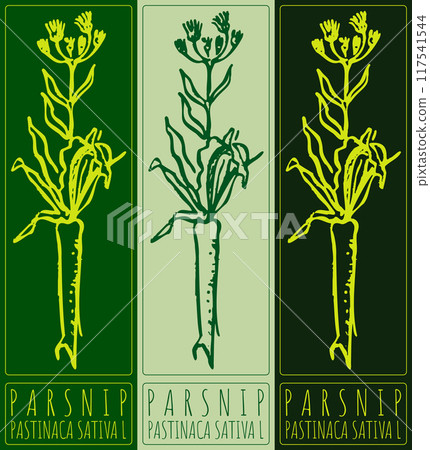 Vector drawing PARSNIP. Hand drawn illustration. Latin name is PASTINACA SATIVA L Vector drawing PARSNIP. Hand drawn illustration. Latin name is PASTINACA SATIVA L 117541544