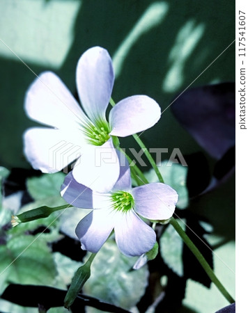 Purple butterfly flower with close up horizontal view  117541607