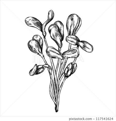 Vector illustration of Young green germinating sunflower sprouts from sunflower seeds on isolated background. A bundle, a bunch of edible plants. Organic micro-greens for healthy food, dishes, diets 117541624