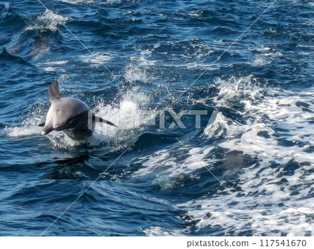 Dolphins to jump 117541670