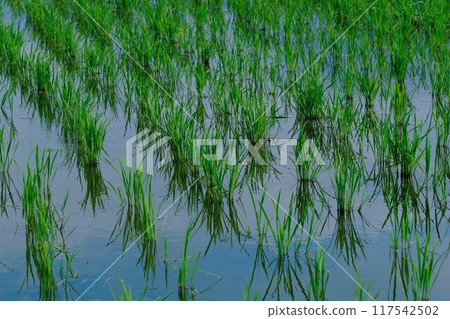 Paddy fields in July Paddy fields in July 117542502
