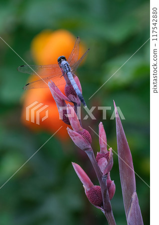 A dragonfly that stops on flowers 117542880