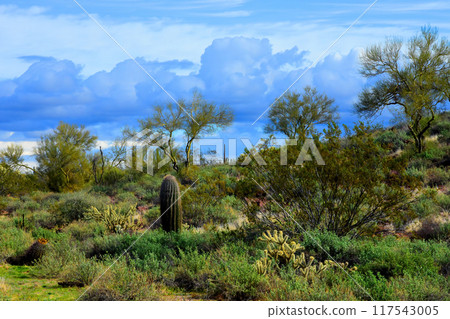 Central Sonora Desert Arizona 117543005