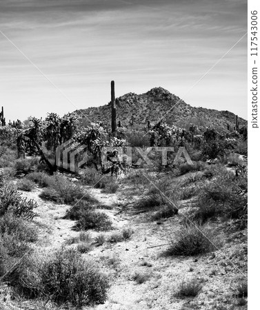 Film Image Sonora Desert Arizona Monochrome 117543006