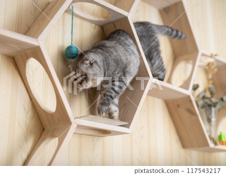 Cute gray tabby scottish fold cat playing on special wooden wall shelf Cute gray tabby scottish fold cat playing on special wooden wall shelf 117543217