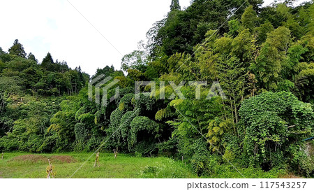 A charming forest 117543257