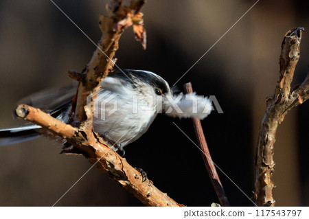 Long-tailed long-tailed small white bird popular for its cute gestures Long-tailed long-tailed small white bird popular for its cute gestures 117543797