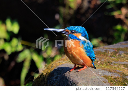 琉璃色的流行翠鳥 琉璃色的流行翠鳥 117544227