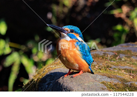 Ruri-colored popular kingfisher Ruri-colored popular kingfisher 117544228