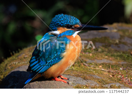 琉璃色的流行翠鳥 117544237