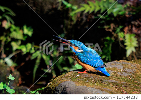 琉璃色的流行翠鳥 117544238