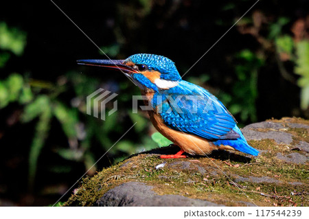 Ruri-colored popular kingfisher Ruri-colored popular kingfisher 117544239