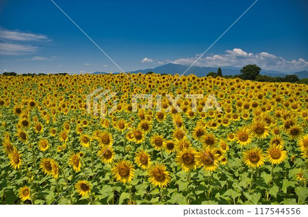 Blue sky and sunflower carpet 117544556