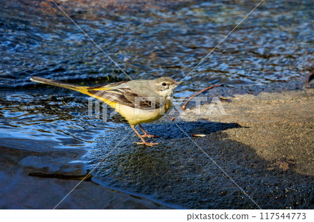 一隻美麗的鳥，灰色的鶺鴒，警惕性很高，喜歡在水邊，身上披著亮麗的檸檬黃。 117544773