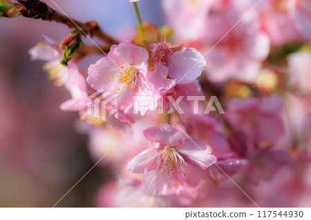 櫻花，一種為相遇和告別著色的日本花 117544930