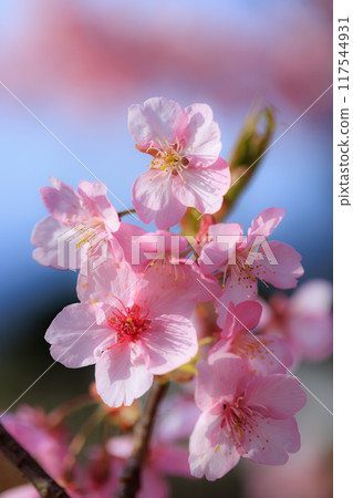 Sakura, a Japanese flower that colors encounters and farewells 117544931