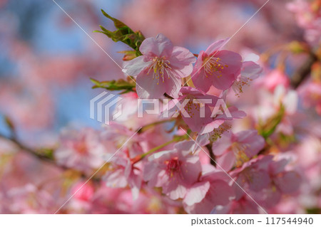 Sakura, a Japanese flower that colors encounters and farewells 117544940