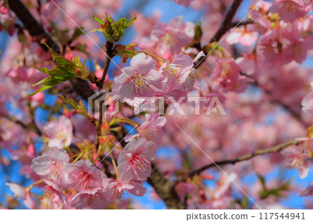 櫻花,一種為相遇和告別著色的日本花 櫻花,一種為相遇和告別著色的日本花 117544941