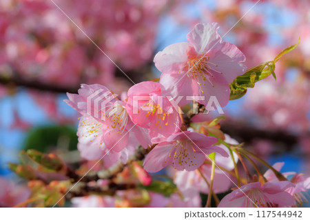 Sakura, a Japanese flower that colors encounters and farewells 117544942