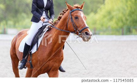 Rider in formal attire guiding a sorrel horse during a dressage competition in a lush outdoor arena 117545085