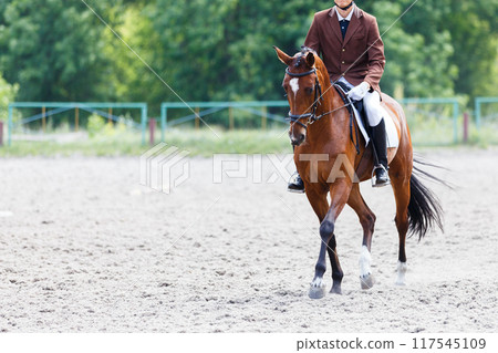 Rider in formal attire gracefully trotting a horse in an outdoor equestrian arena on a sunny day Rider in formal attire gracefully trotting a horse in an outdoor equestrian arena on a sunny day 117545109