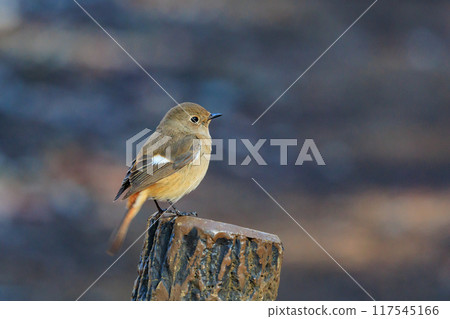 A female Daurian Redstart, a winter bird loved for its cute behavior and nicknamed Joviko. 117545166