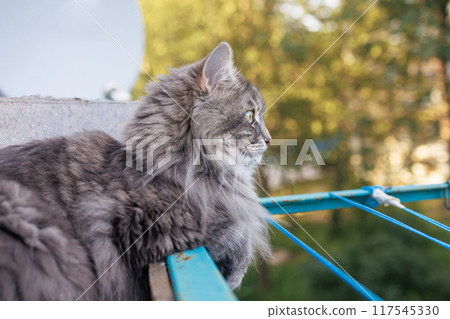 gray fluffy domestic cat.funny cat face. cat resting on the balcony. macro photography. Photo with bokeh effect gray fluffy domestic cat.funny cat face. cat resting on the balcony. macro photography. Photo with bokeh effect 117545330