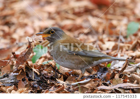 Pale thrush, a winter bird who likes to act alone and jumps to find food Pale thrush, a winter bird who likes to act alone and jumps to find food 117545333