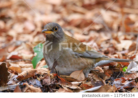 Pale thrush, a winter bird who likes to act alone and jumps to find food 117545334