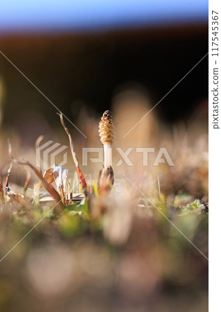 Horsetail horsetail, synonymous with spring Horsetail horsetail, synonymous with spring 117545367