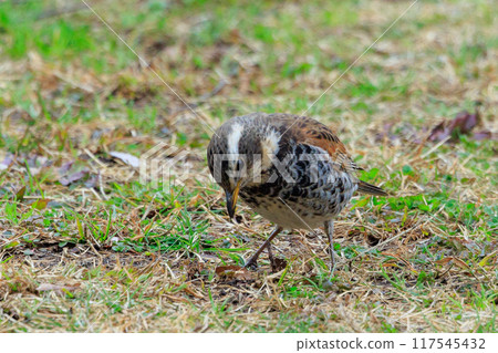 一種以畫眉命名的冬鳥，因為它在夏季遷徙中消失時再也聽不見。 117545432