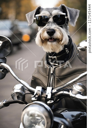 雪納瑞狗騎摩托車 117545444