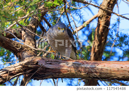 A small bird of prey, the Japanese sparrowhawk, which has been used for falconry in recent years. A small bird of prey, the Japanese sparrowhawk, which has been used for falconry in recent years. 117545486