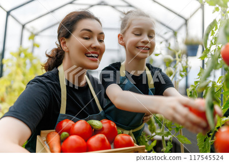 mother and daughter are gardening in the greenhouse 117545524