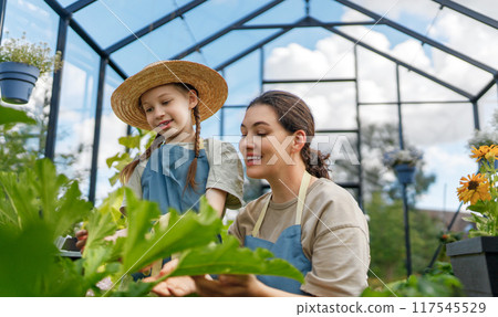 mother and daughter are gardening in the greenhouse 117545529