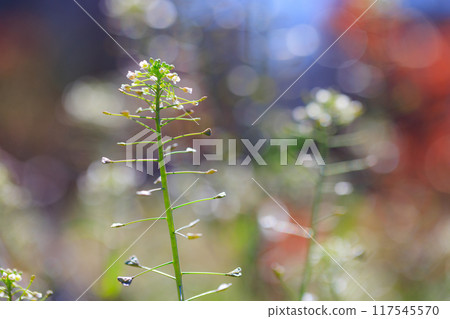 Shepherd's purse, one of the seven spring herbs Shepherd's purse, one of the seven spring herbs 117545570