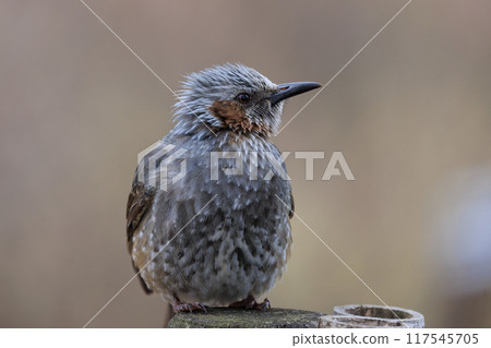 Bulbul, a rare bird that is familiar in Japan but overseas to be lively and conspicuous 117545705