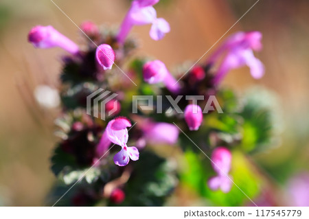 Henbit 不同於七種春季草藥中的一種（Onitabiraco） 117545779