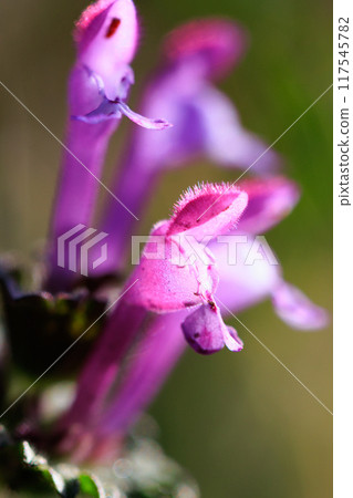 Henbit different from one of the seven spring herbs (Onitabiraco) Henbit different from one of the seven spring herbs (Onitabiraco) 117545782