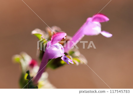 Henbit different from one of the seven spring herbs (Onitabiraco) 117545783