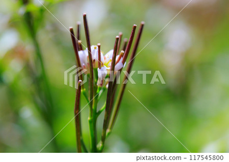 Eatable roadside white flowers Hairy bittercress 117545800